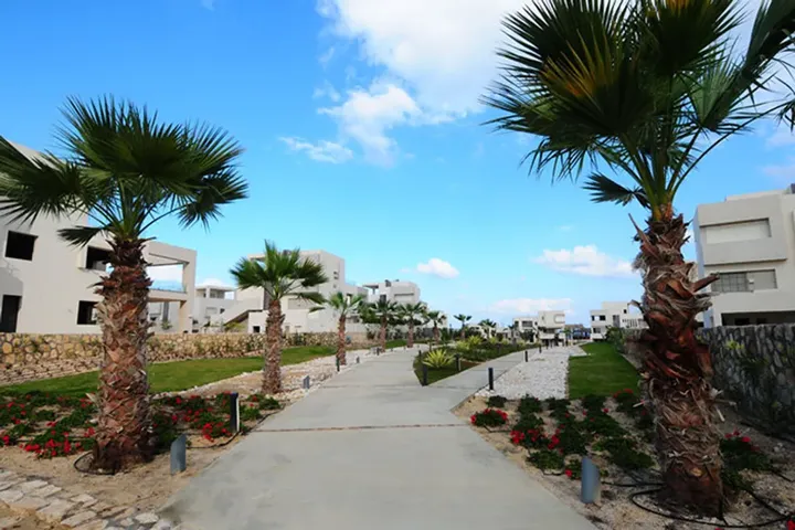ممشى تحفه أشجار النخيل بين شاليهات بيضاء في هاسيندا وايت